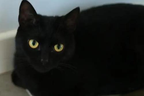 纯黑的猫咪品种，有蒂凡尼猫、曼德勒猫、中华田园猫等