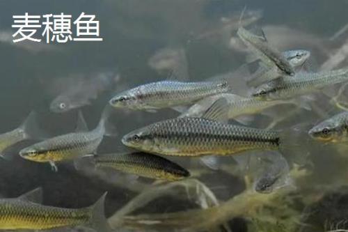 麦穗鱼的价格，具体售价会受到市场影响