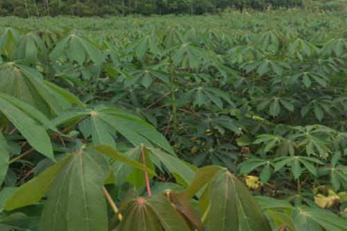 怎么防治木薯病虫害，需根据具体类型采取针对性措施