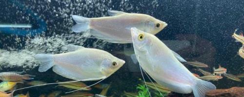 曼龙鱼多久换一次水，两至三天换一次水