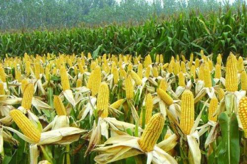 吉农糯26号玉米种子特点，中抗茎腐病