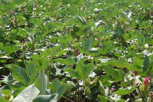 鲁棉378棉花种子介绍，属转基因中早熟品种