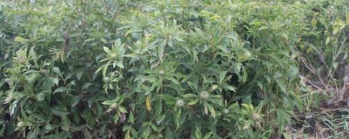 种植白术怎么管理，整个生育期要中耕除草3-4次