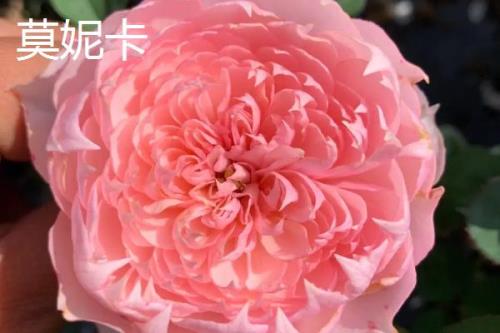 达芬奇月季花的特点，有红色和粉色两种类型