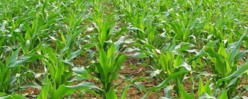 邦玉899玉米种子特点，适宜播种期4月下旬－5月上旬