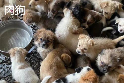 土狗和肉狗的区别，外形、养殖方法和精肉率均不同