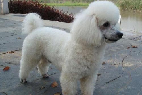 贵宾犬和泰迪犬的区别，贵宾泛指深色毛、体型较小的贵宾犬