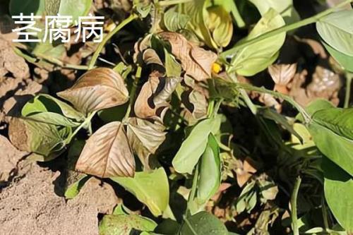 花生中后期常见的四种病害及防治方法，不同病害的防治方法不同