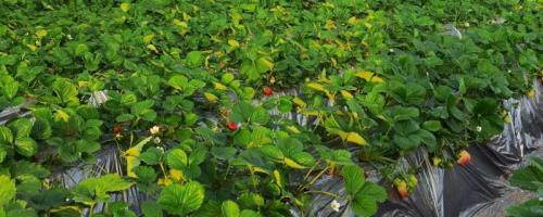 冬季草莓大棚栽培技术要点，定植后立刻浇一次定苗水