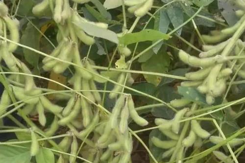 黑龙芽豆1号大豆种子特点，该品种亚有限结荚习性