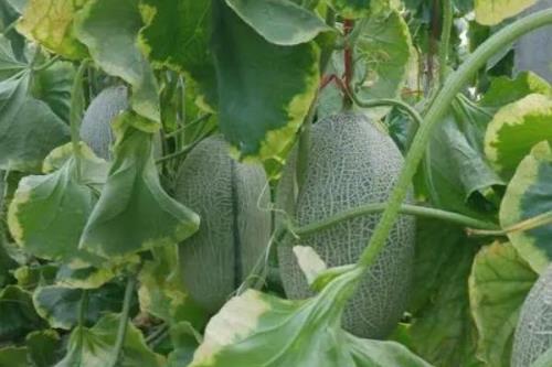 哈密瓜施什么肥好，有机肥为主化学肥料为辅