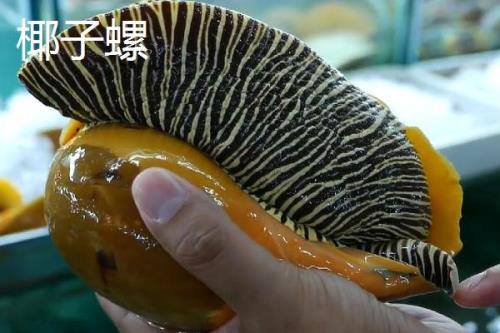 食用螺品种，田螺在各地湖泊中随处可见