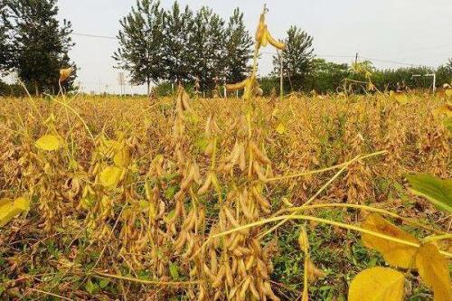 盐豆2号大豆种子特点，适期播种