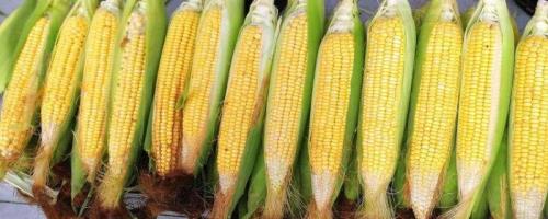 农大372玉米品种简介，生育期127天左右