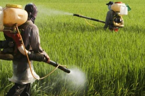 噻虫嗪可以防治哪些害虫，比吡虫啉更有优势