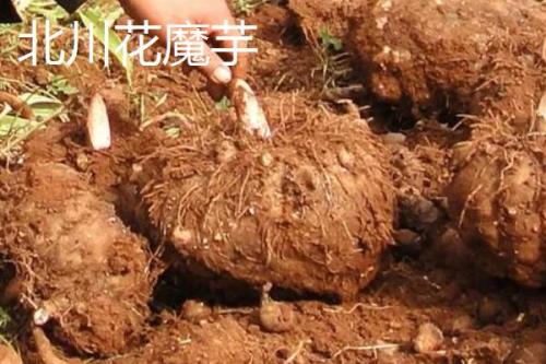 魔芋的产地，确定为十大保健食品之一