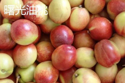 油桃的品种，是夏季水果