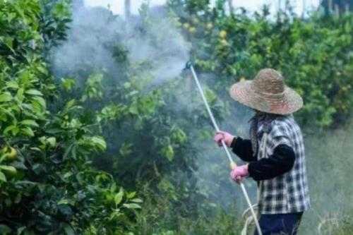夏季苗圃除草剂的施用小技巧，第一次喷药在6月下旬进行