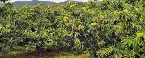 板栗树的种植方法，多以移栽为主