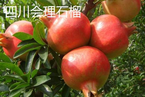 中国石榴第一县是什么地方，规模和产量是我国石榴产区之首