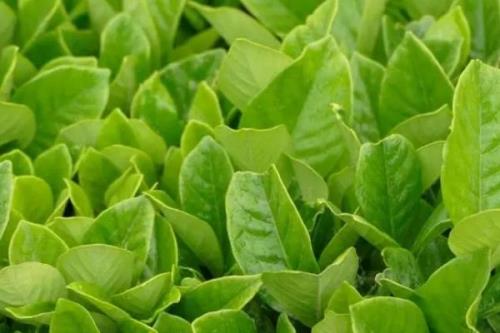 茶叶的产地，不同产区产的茶叶不同