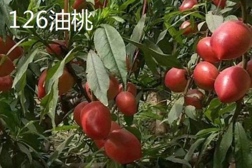 油桃的品种，是夏季水果