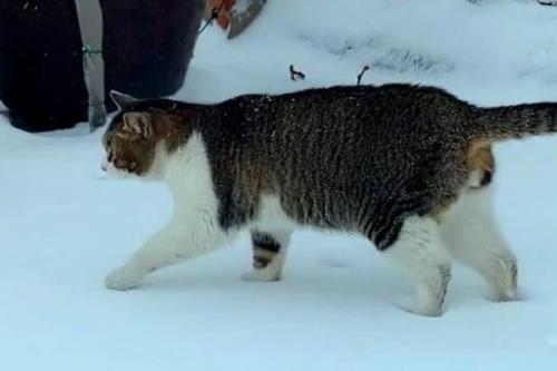 猫咪走路走不稳的原因，可能是关节受伤了或胡子被剪掉了
