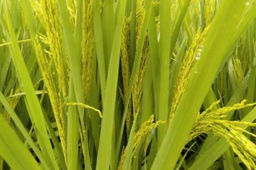 福两优1314水稻品种的特性，全生育期158.1天